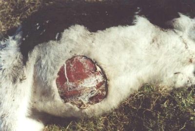 Type de mutilation sur une vache en Argentine